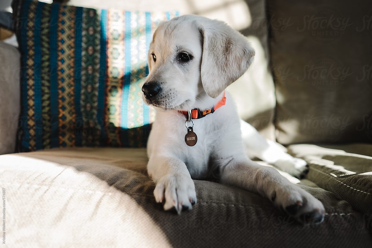Small white puppy lounging on a couch