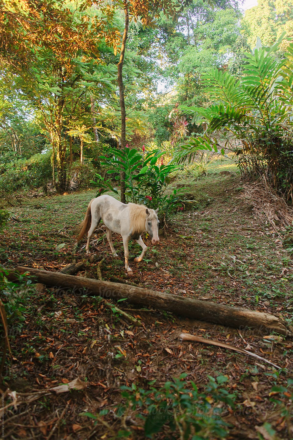A looney wild white horse walks down hill in the forest.