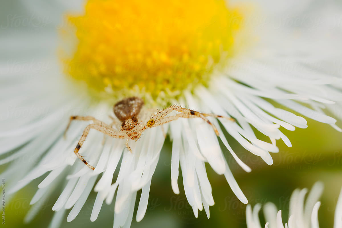 A Crab Spider on a Daisy Fleabane flower