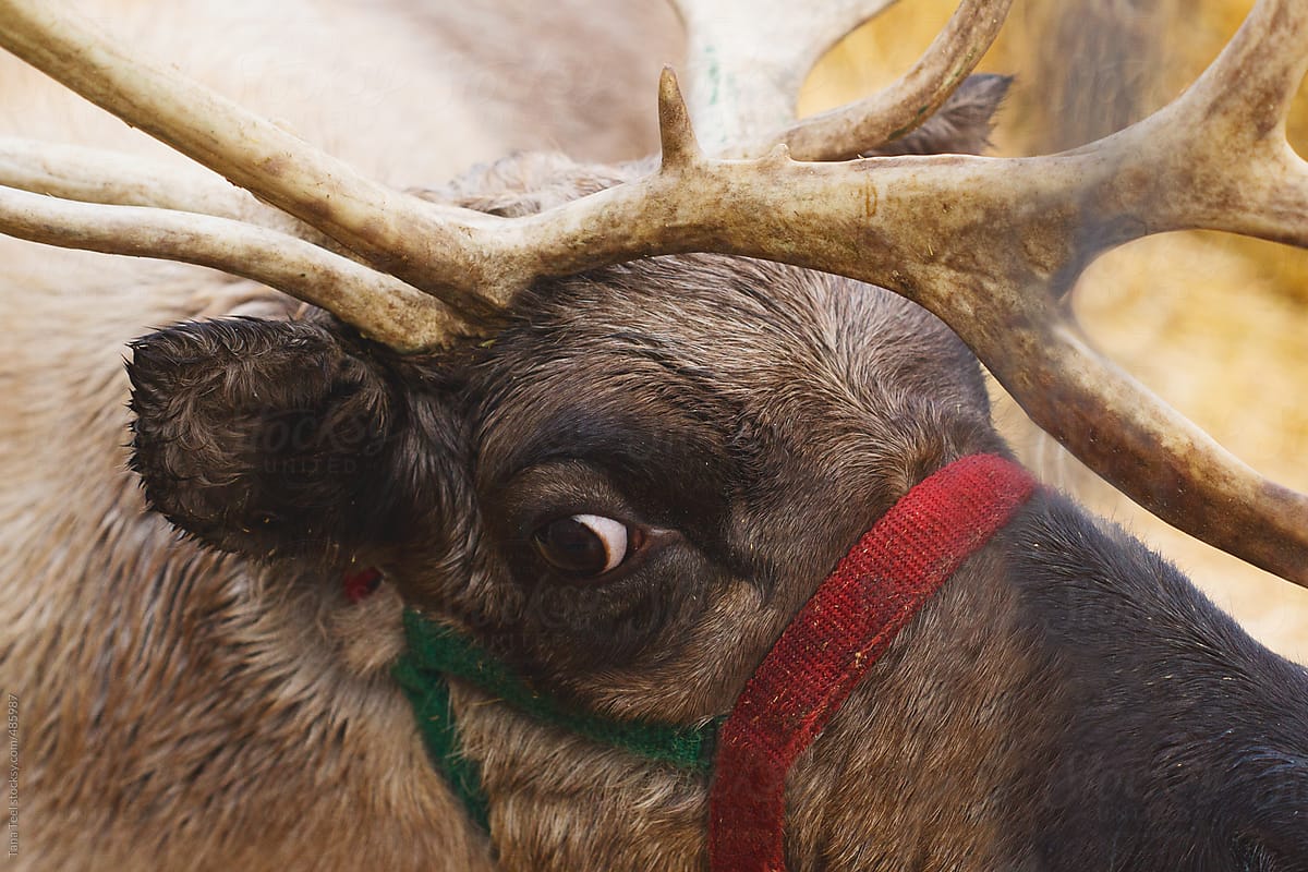 Close up of live reindeer