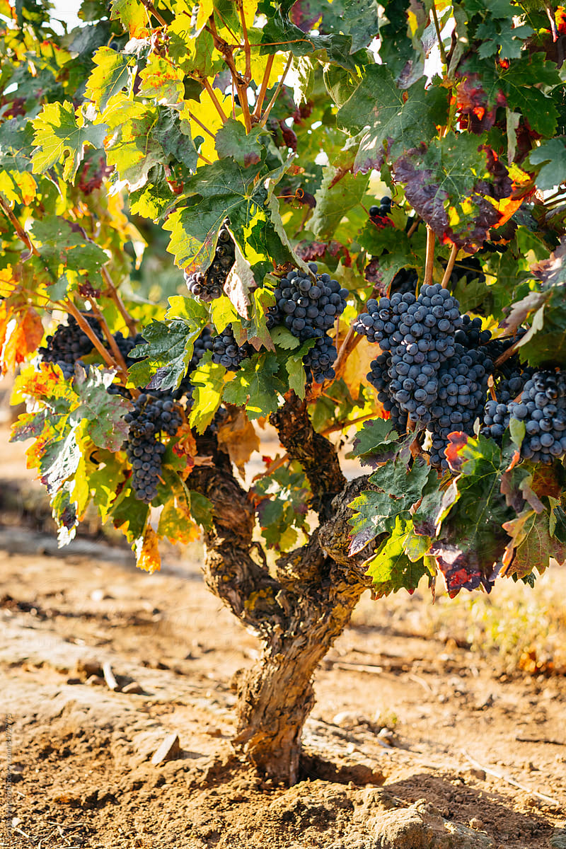 an ancient vine strain in La Rioja, Spain