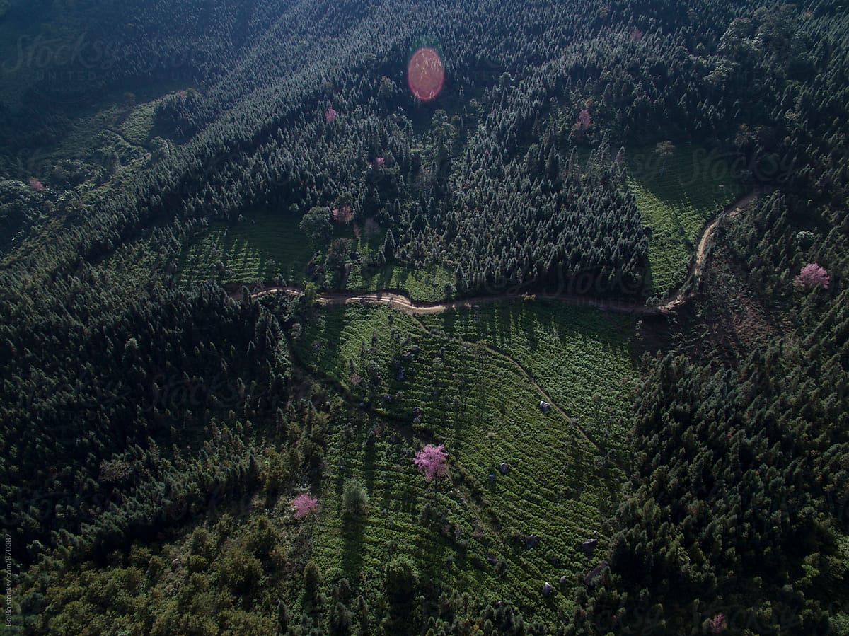 aerial view of forest in Yun nan China