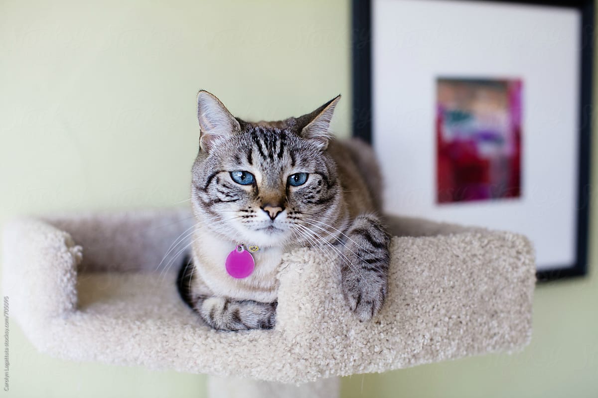 Siamese cat chillin' in her kitty condo looking bored