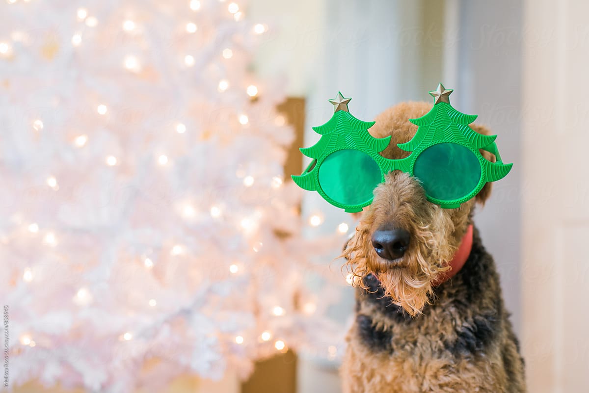 Airedale Terrier wearing funny Christmas tree glasses.