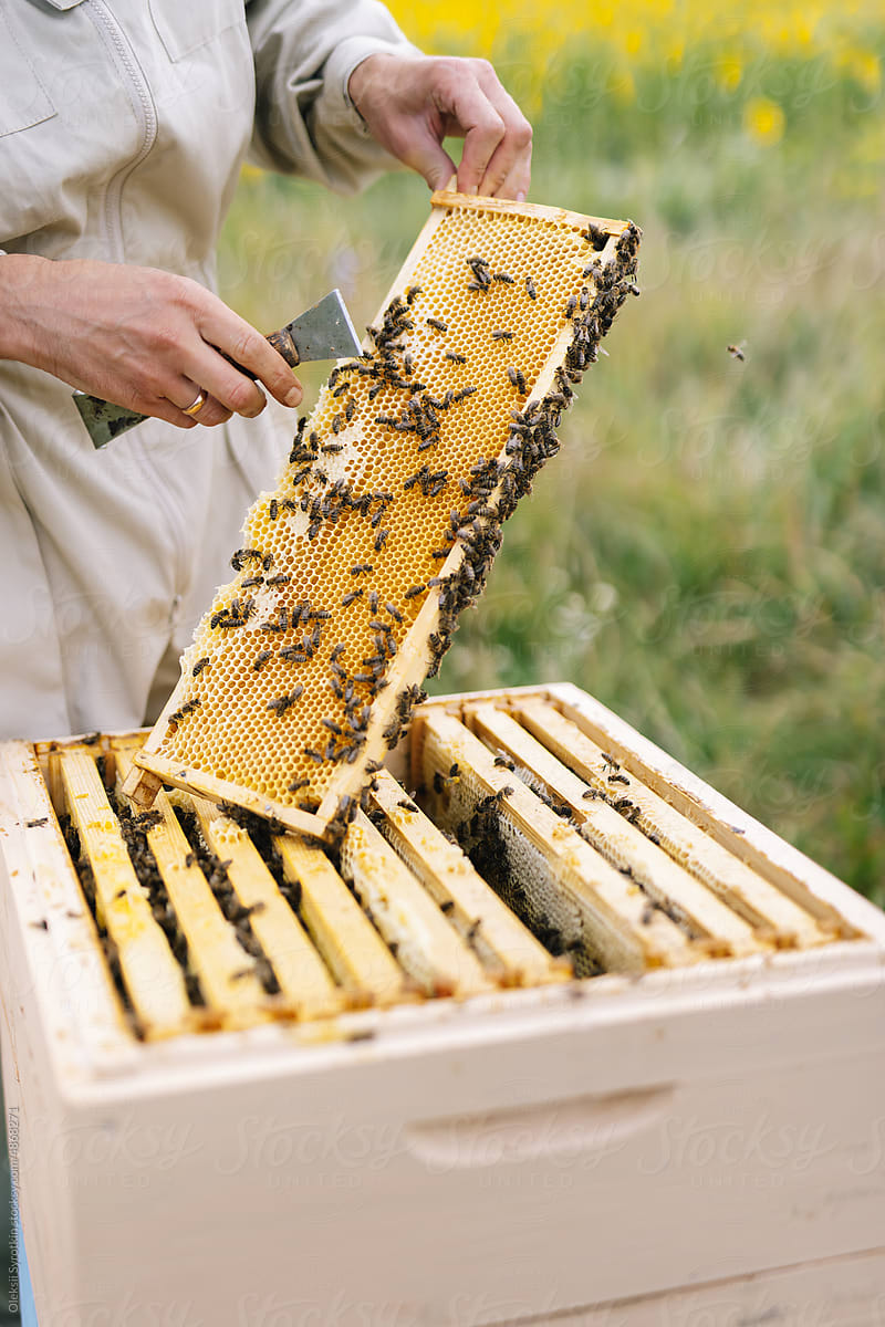 Apiarist job apiculture harvest
