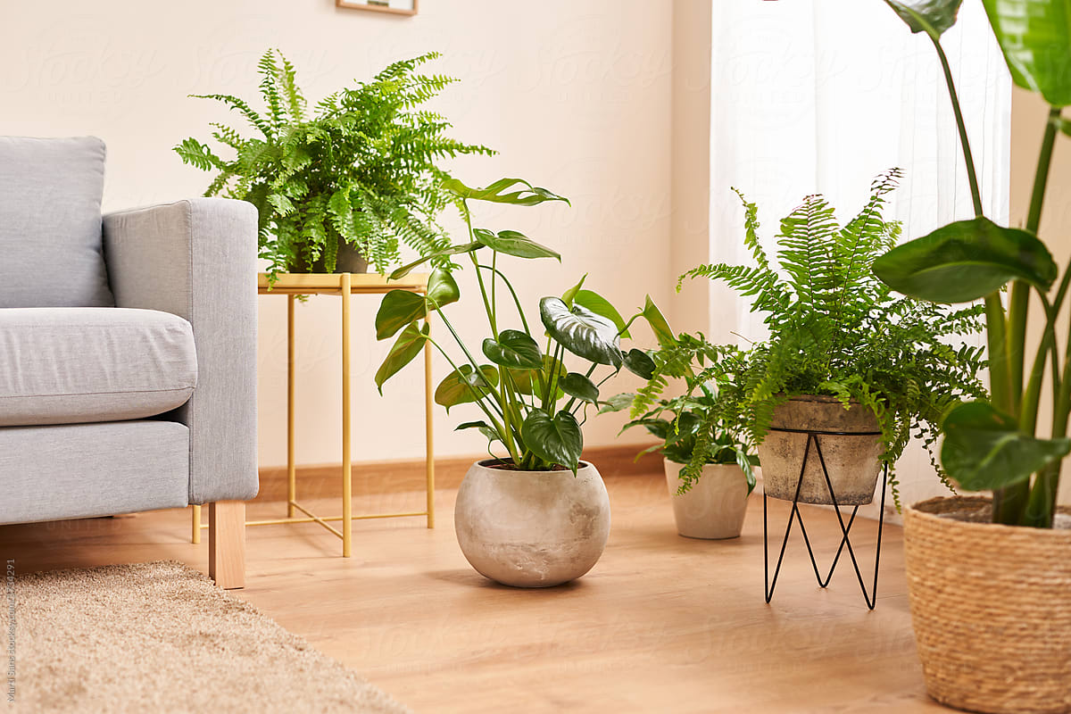 Assorted potted green houseplants decorating cozy living room