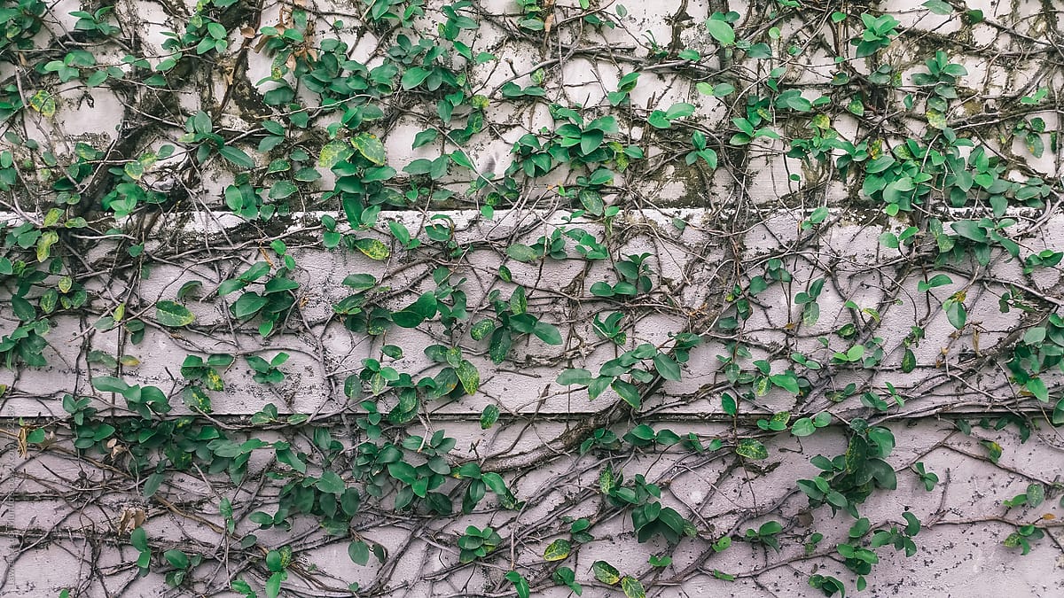 Vines climbing up and covering a garden wall