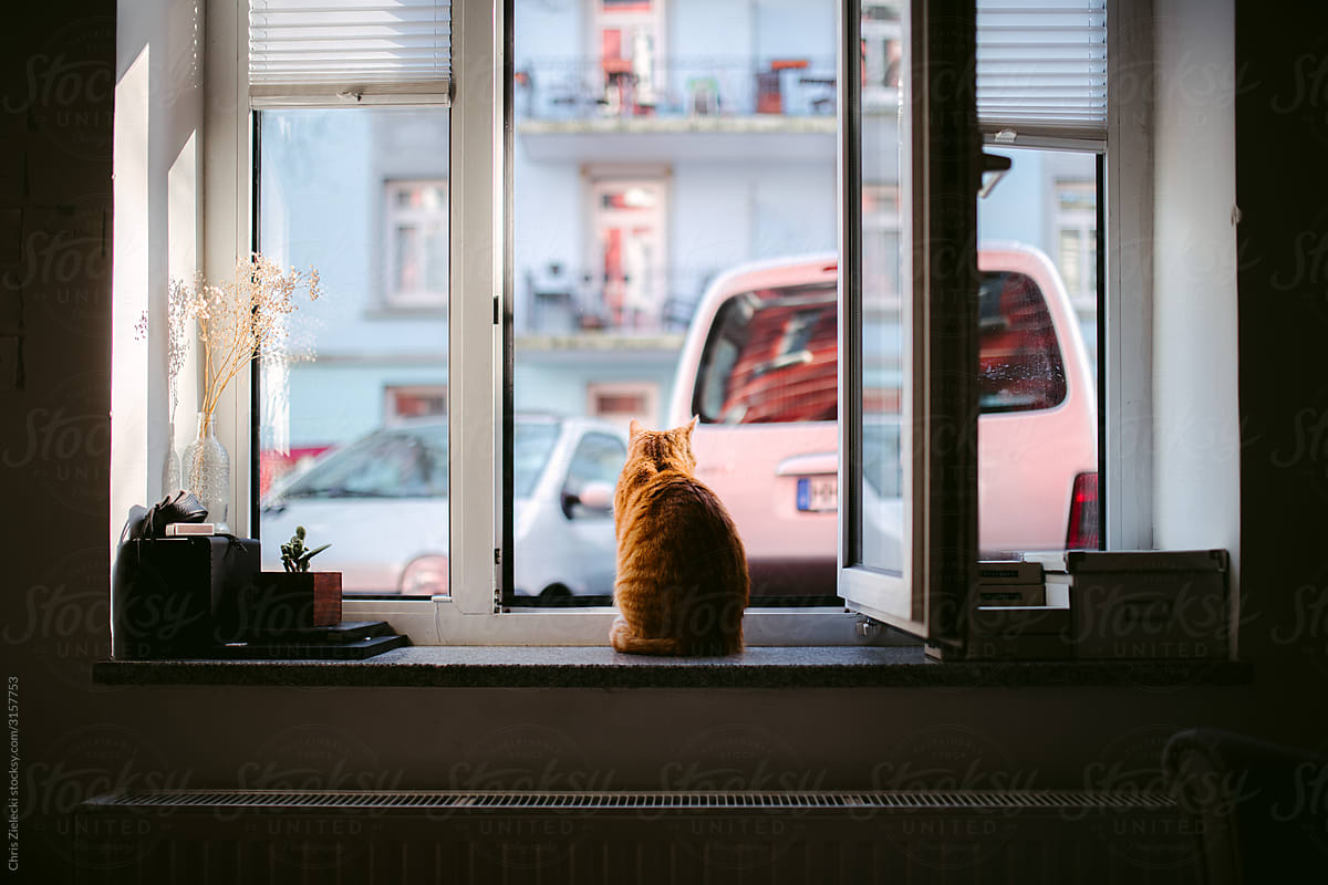 Ginger cat on windowsill at home