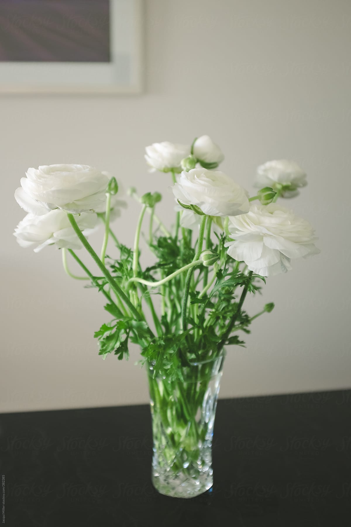 White ranunculus in a vase on a kitchen bench