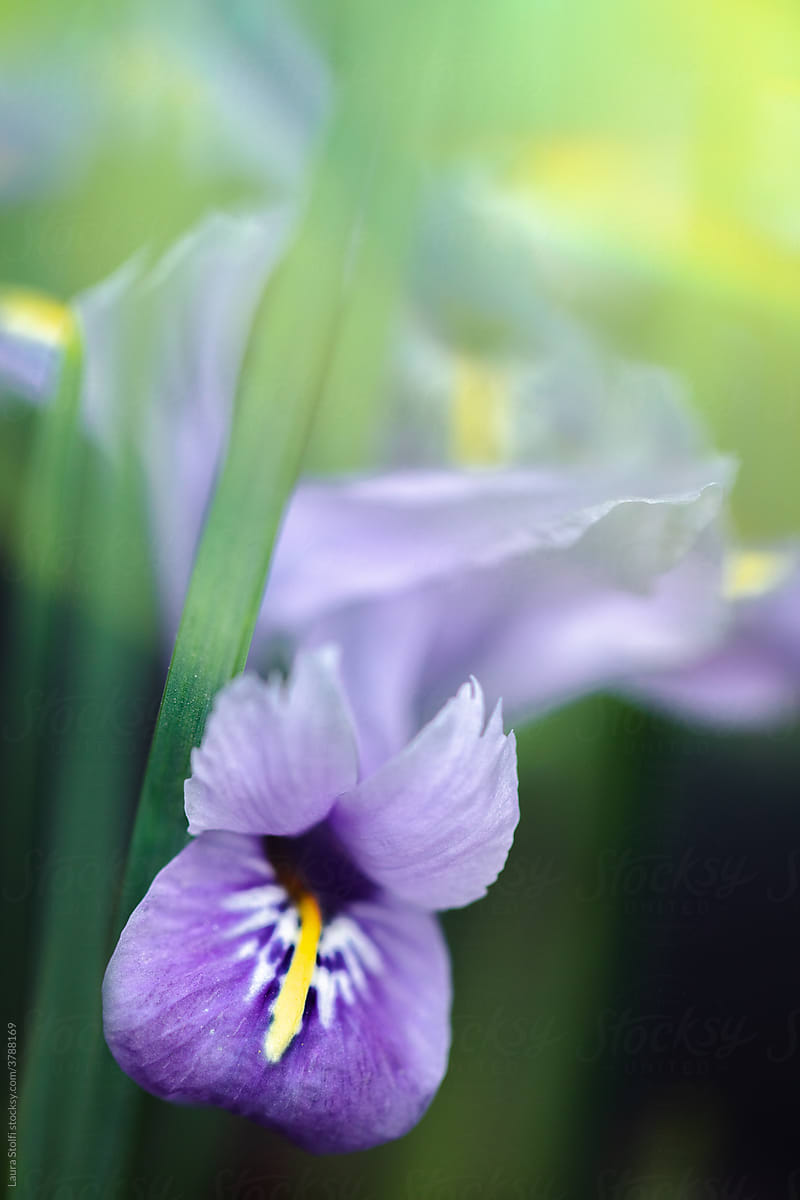 Purple iris and blurry leaves