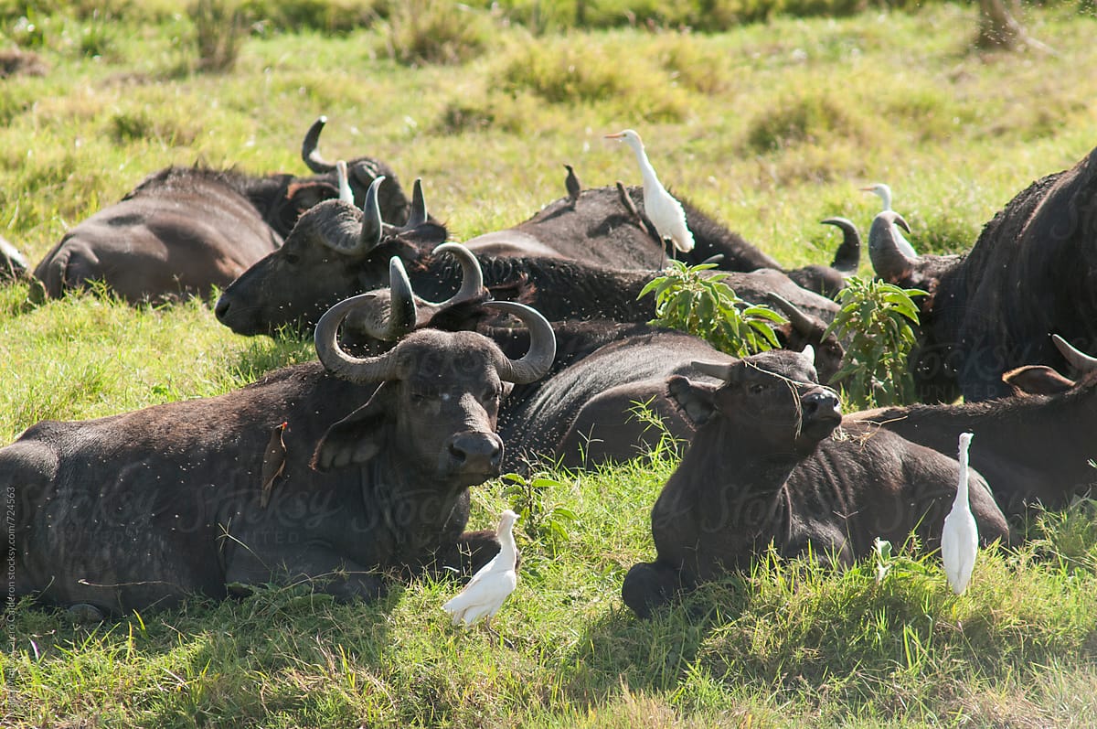 Group of buffalos in a green grass area with white birds. Masai Mara National Park. Kenya