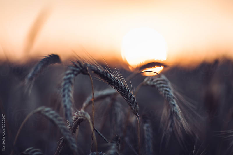 Setting sun and wheat field