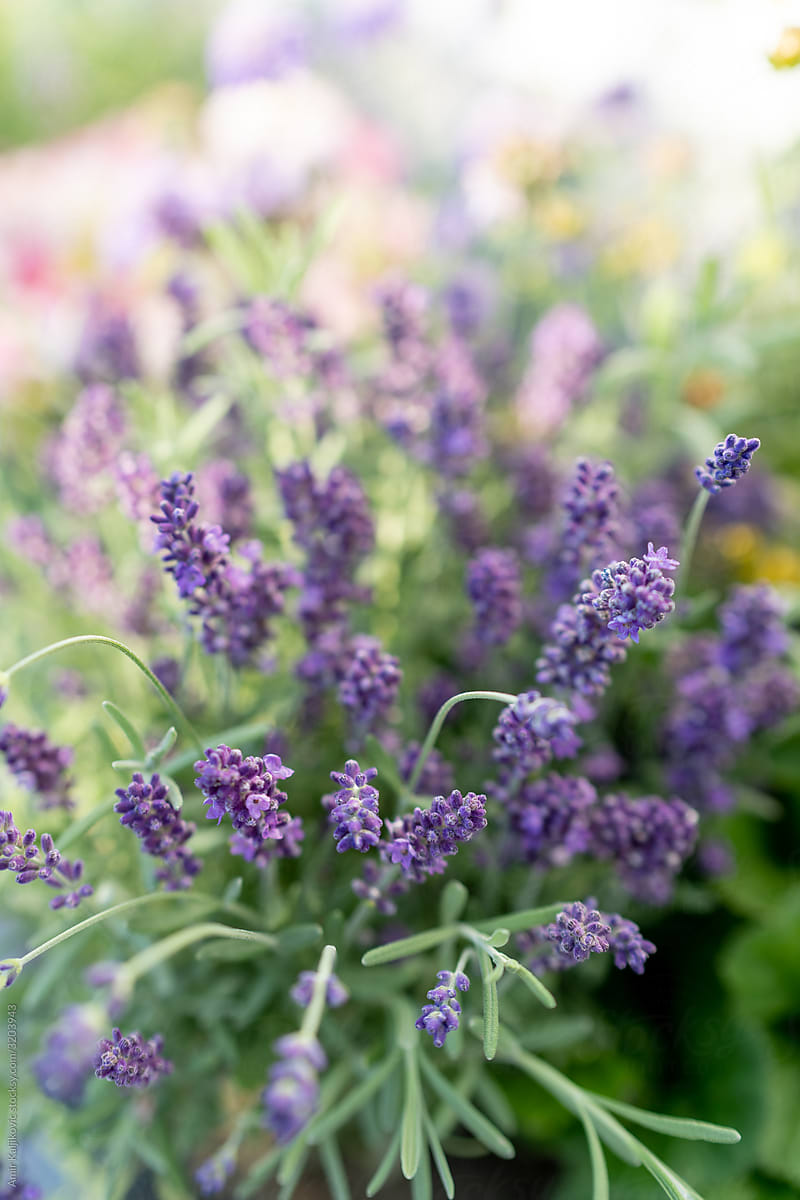 Bush of fresh fragrant lavender outdoors in garden