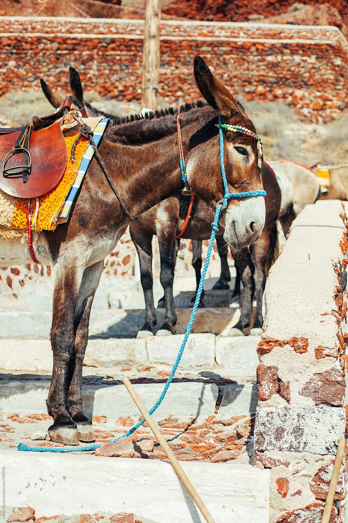 Donkey Rides