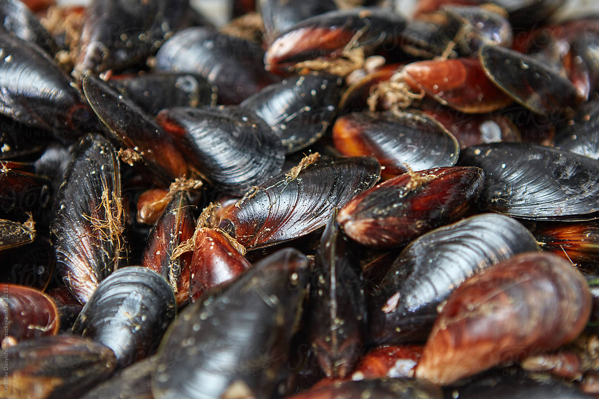 Closeup of many fresh mussels. Healthy sea food. Layout for your ideas.
