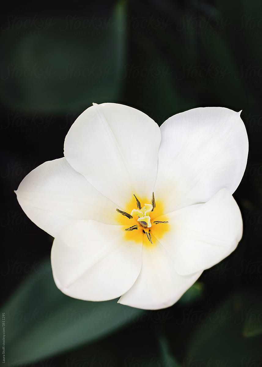 Wide open white Tulip