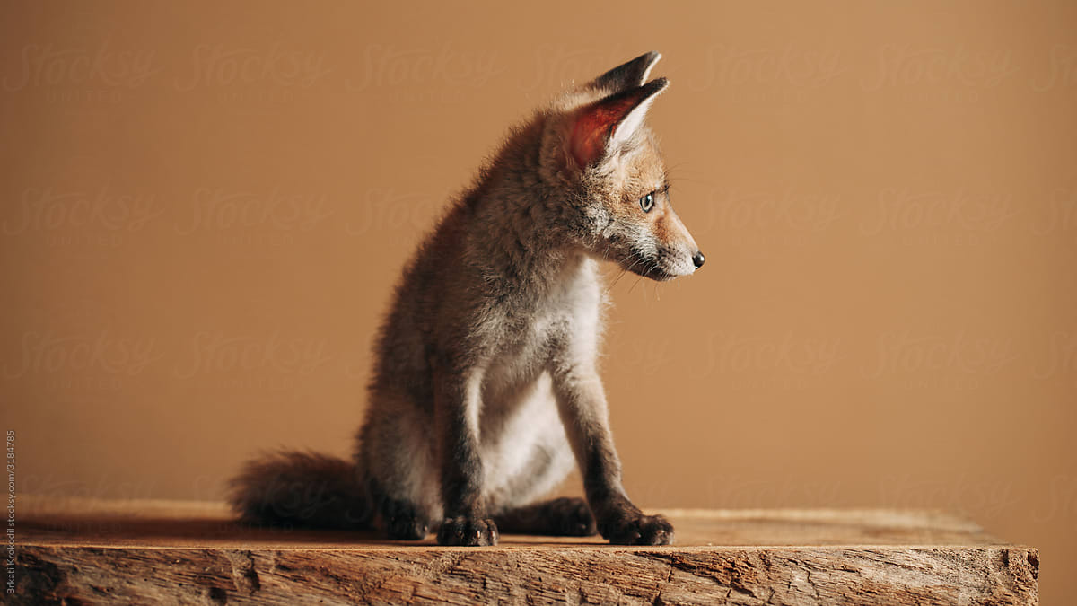 Baby Fox Sitting In Front Of The Orange Wall