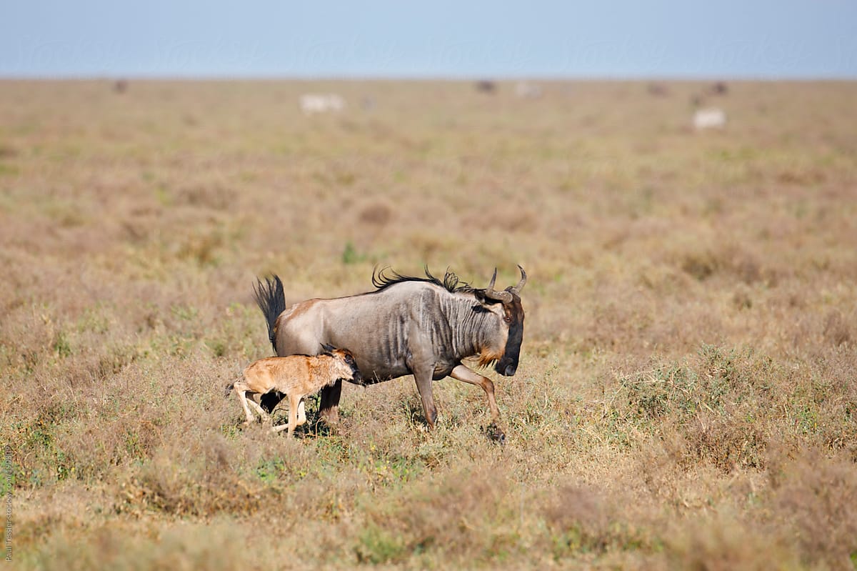 Wildebeest with Calf