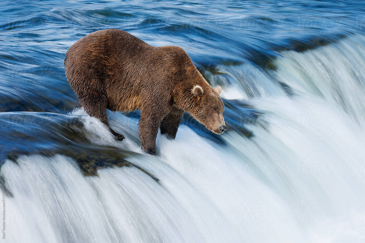 Waterfall Bear