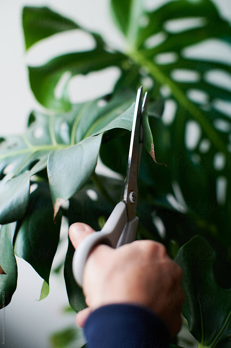 Cutting off dead ends of leaves from houseplant