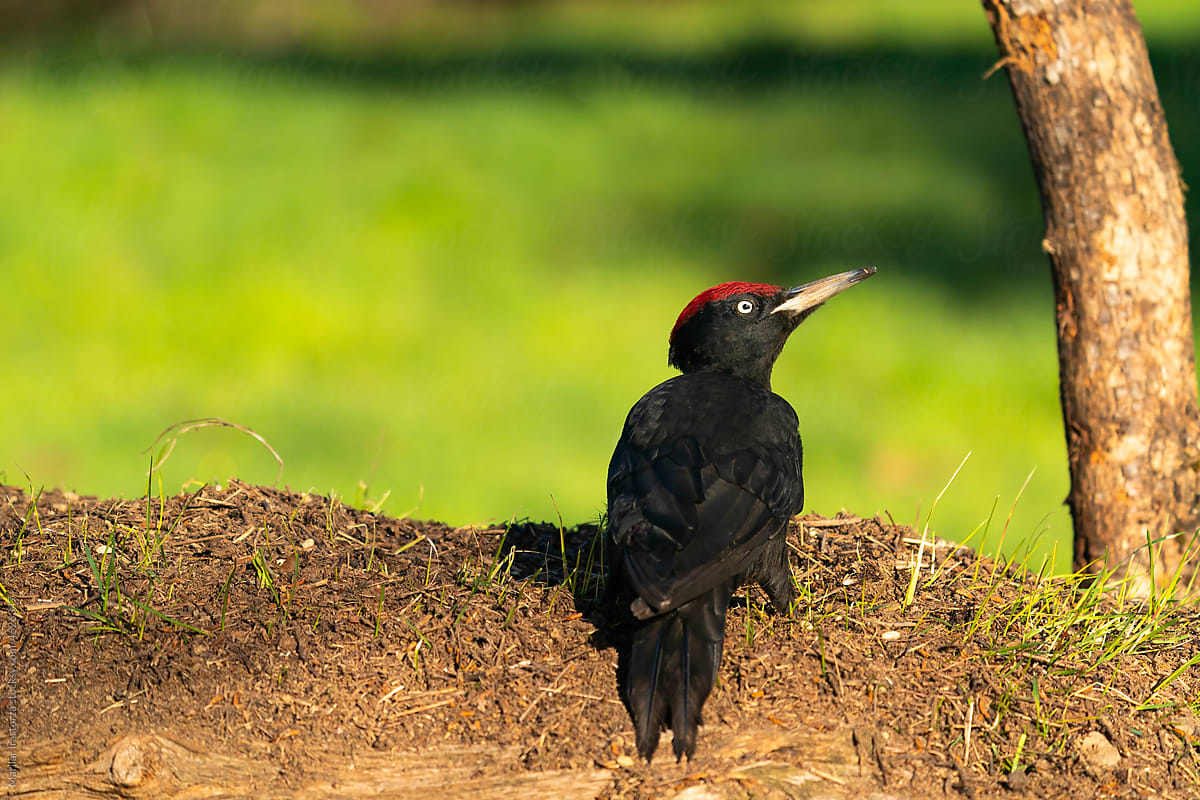 Male Black Woodpecker On An Anthill