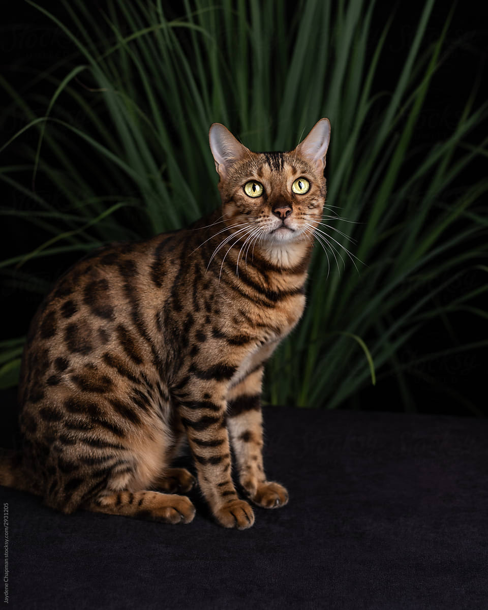 Exotic bengal cat in dark studio with lemongrass