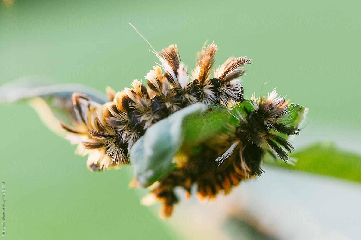 milkweed tussock caterpillars sharing a milkweed leaf