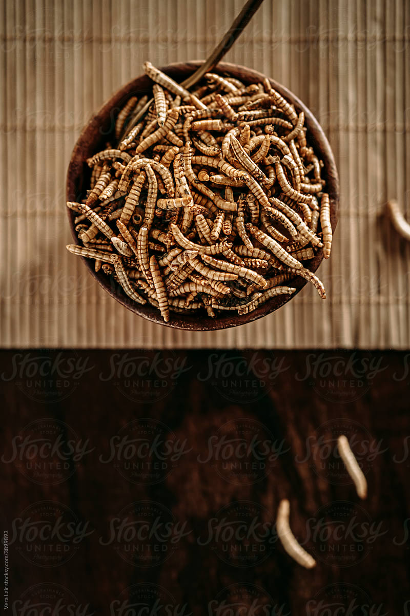 dried molitor worms