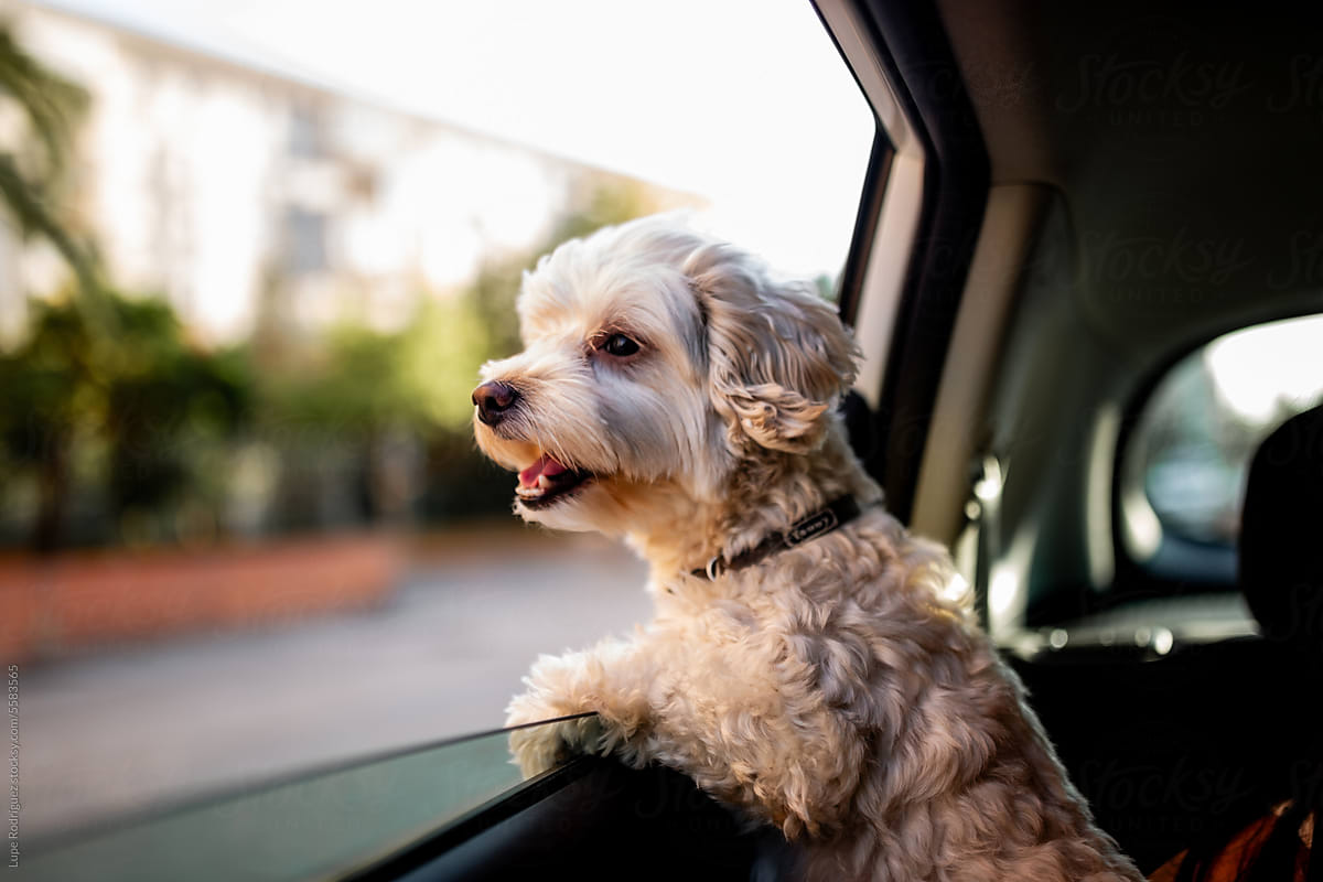 portrait of a poodle dog leaning out of a car window