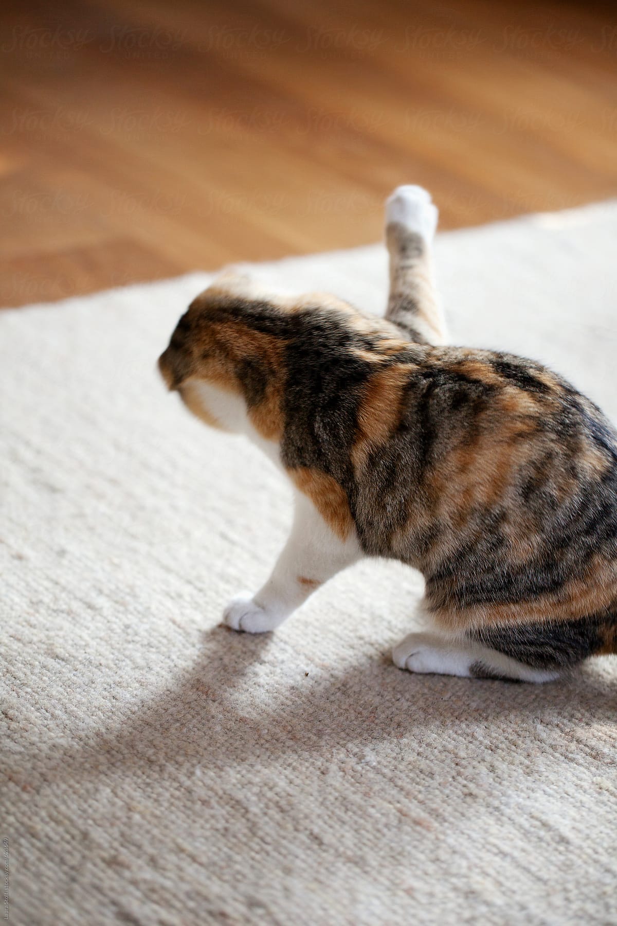 Cat playing with carpet in a odd and funny high-five position