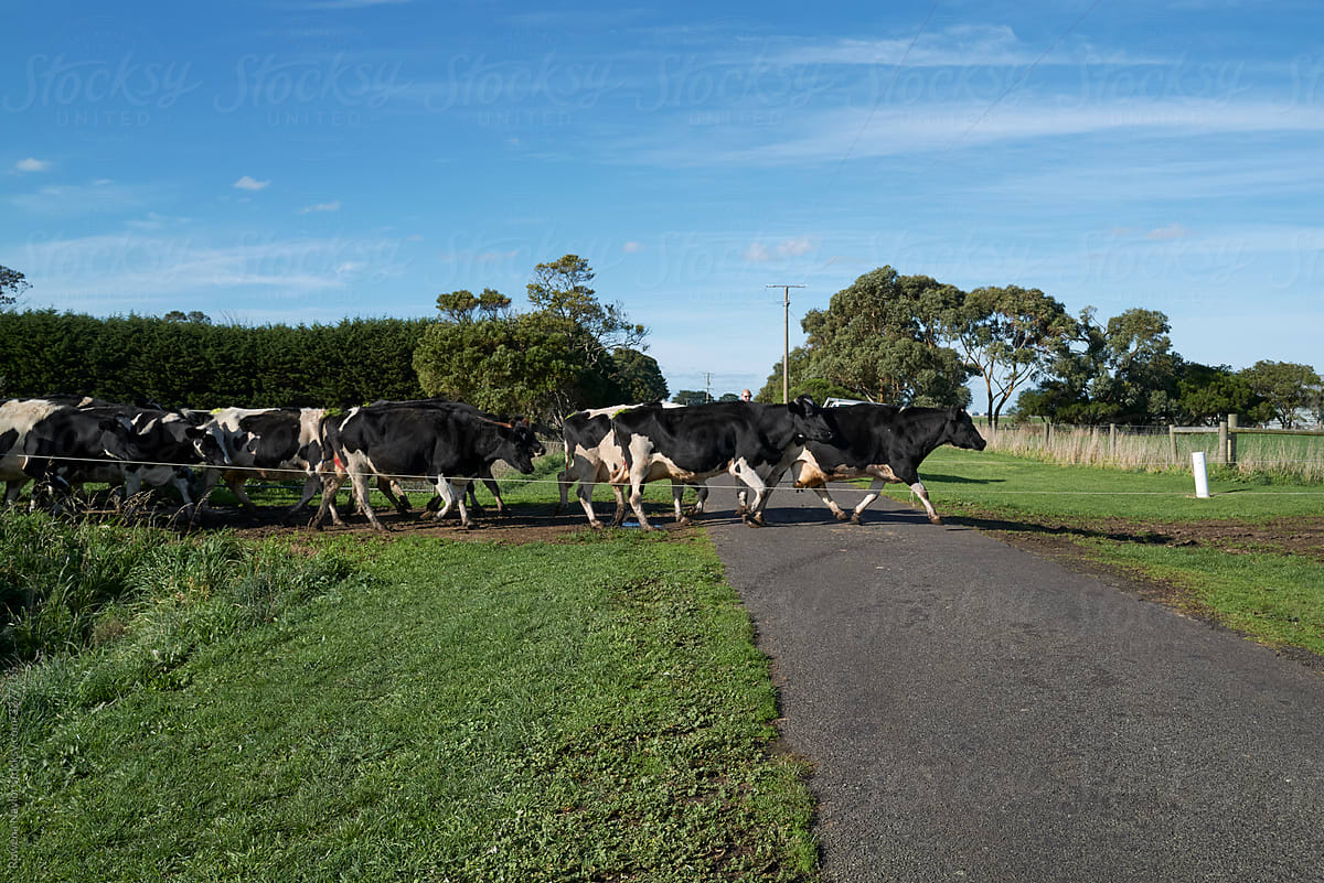 Dairy cows crossing country road