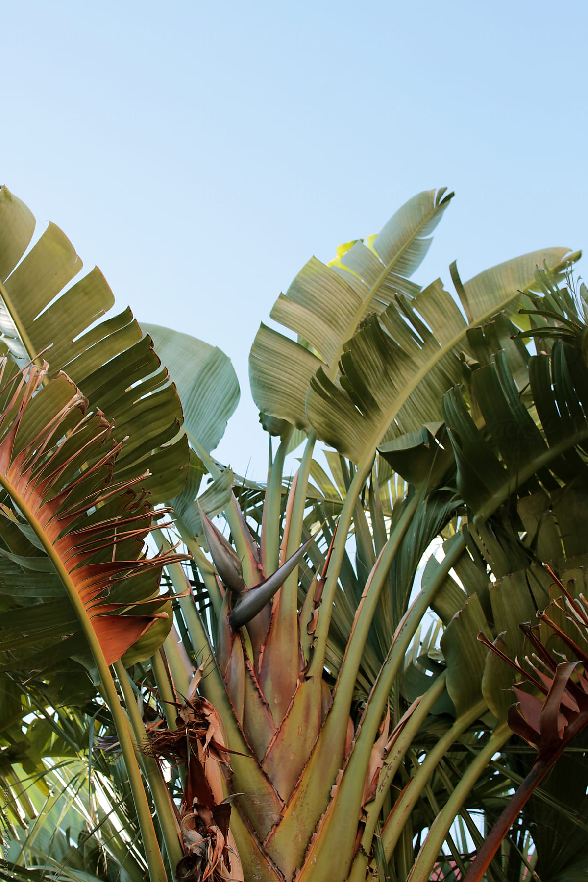 Vibrant Large Banana Tree Leaves Against A Bright Blue Sky