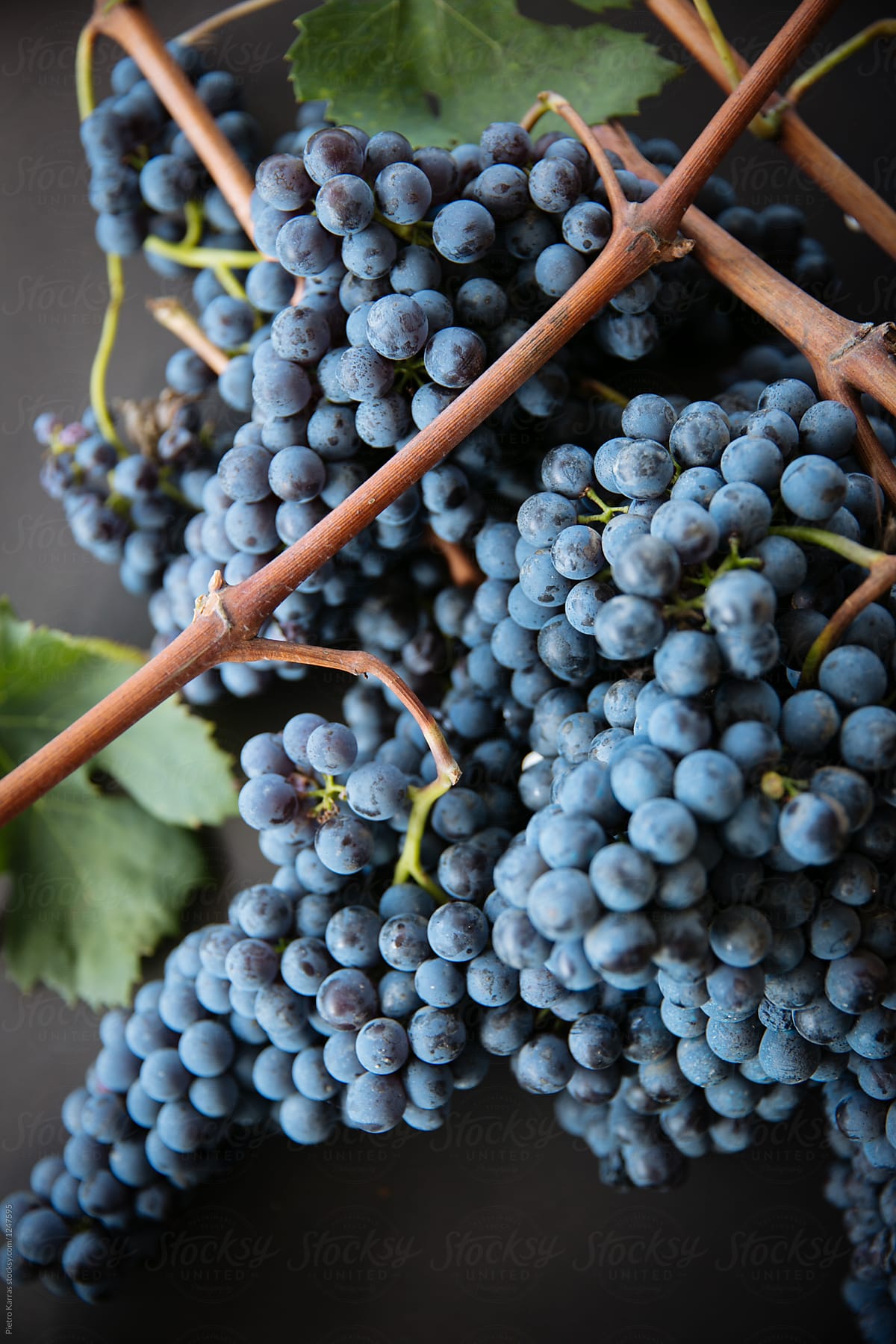 Branch of wine grape nebbiolo in Italy, Alba, Piedmont.