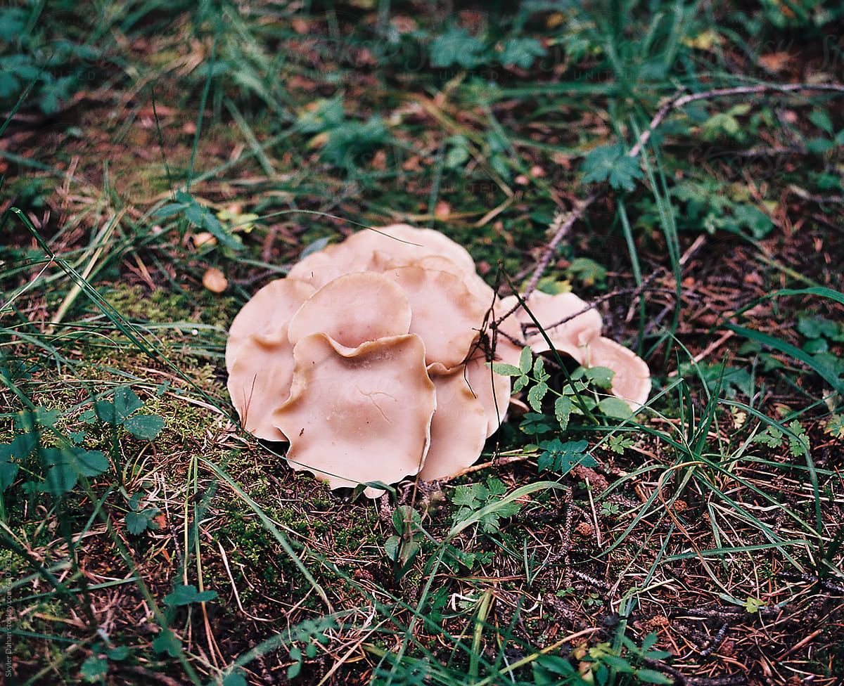 Wild Oyster Mushrooms