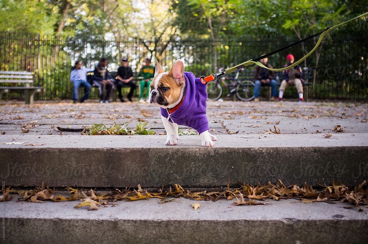 A french bulldog standing at the top of stairs in an urban park in new york.