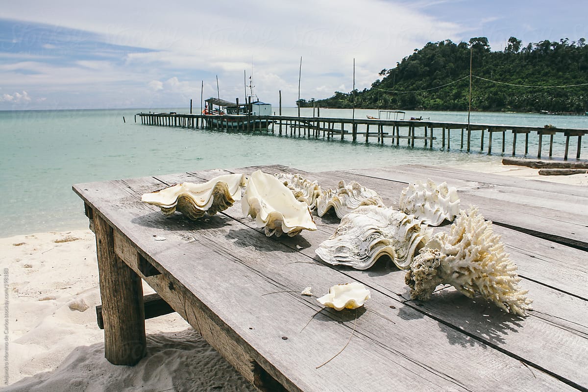 Shells And Coral On A Wood Table On Exotic Tropical Beach By Stocksy Contributor Alejandro