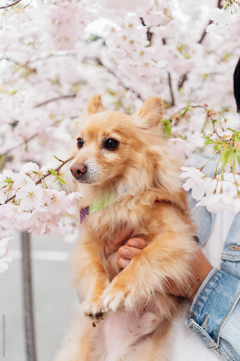 Dog in cherry blossoms