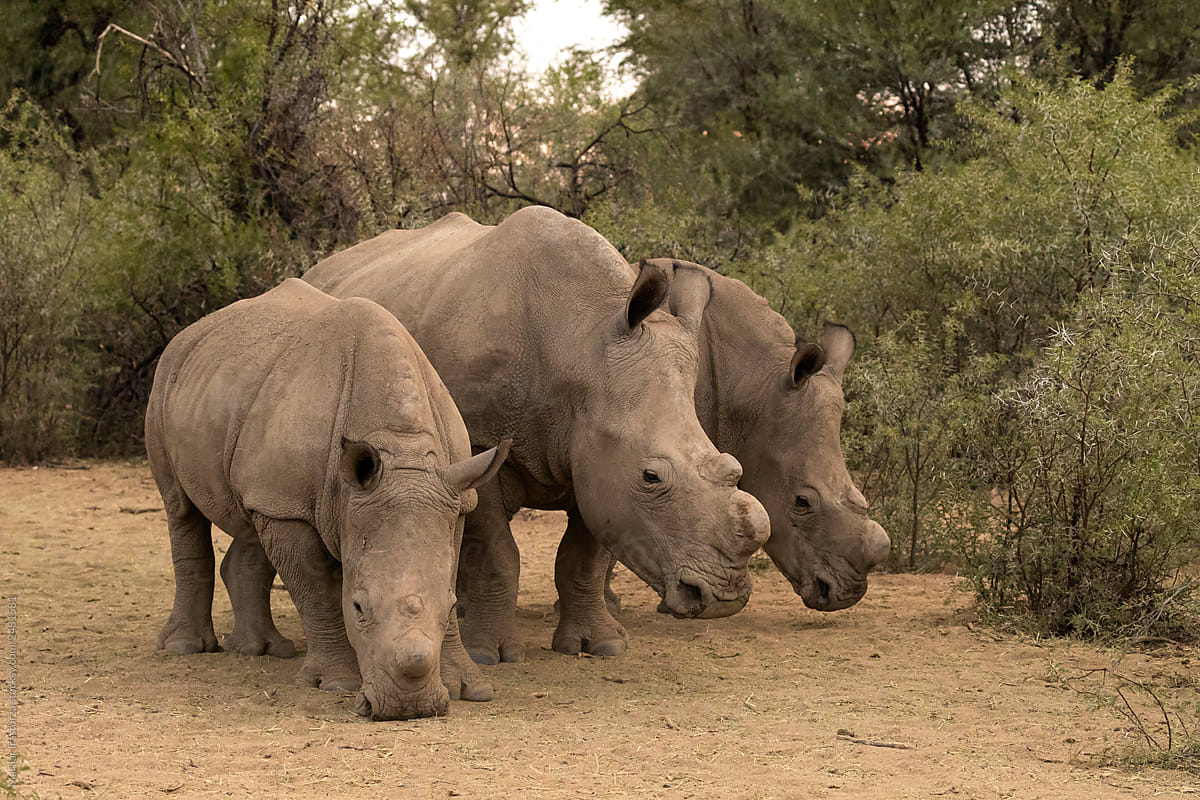 White Rhinos with Horn Cut-Off