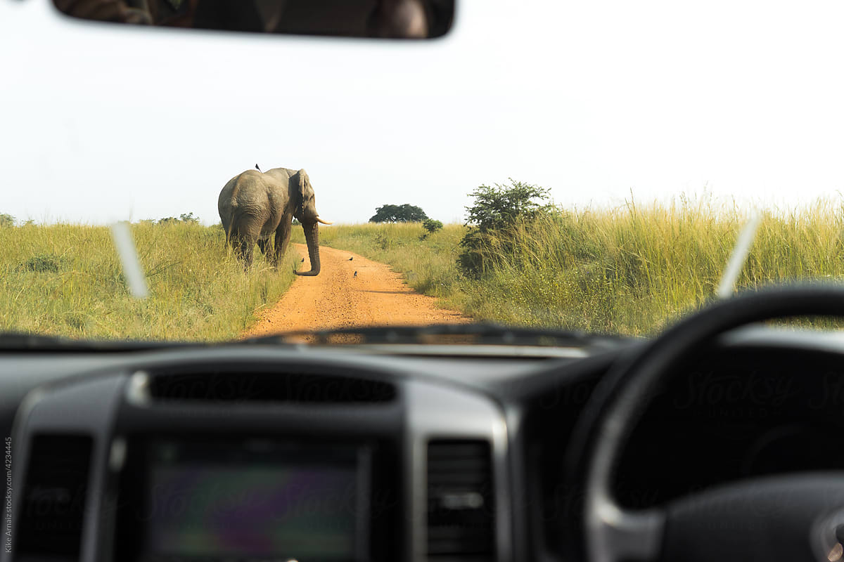 Elephant in savanna during safari trip