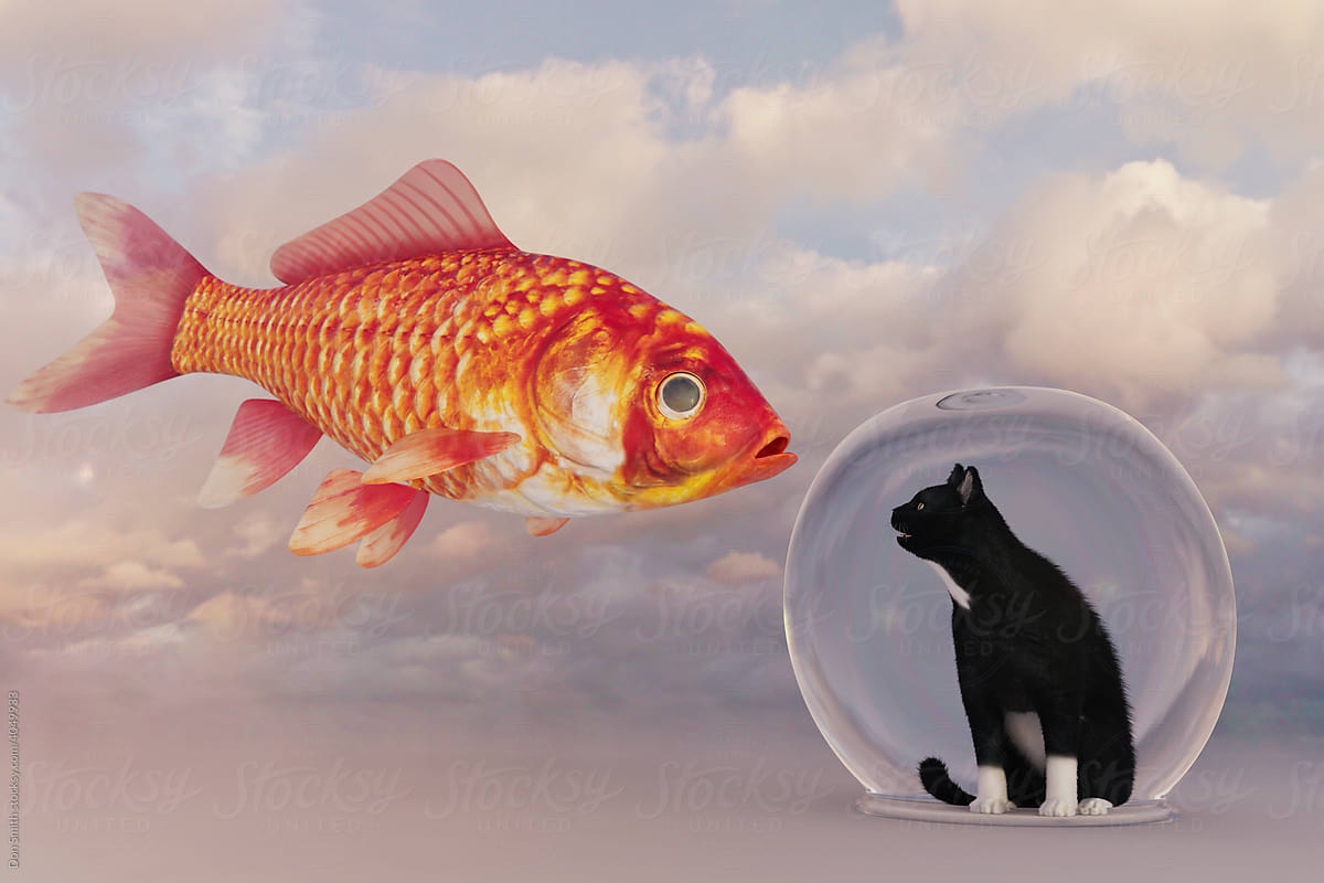 Surreal cat and goldfish