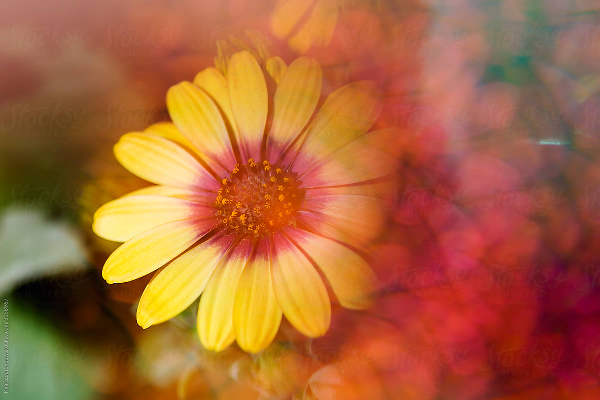 Daisies photographed through prisms