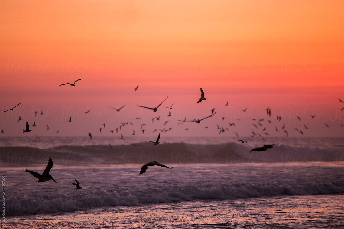 Silhouette of seagulls flying over the sea