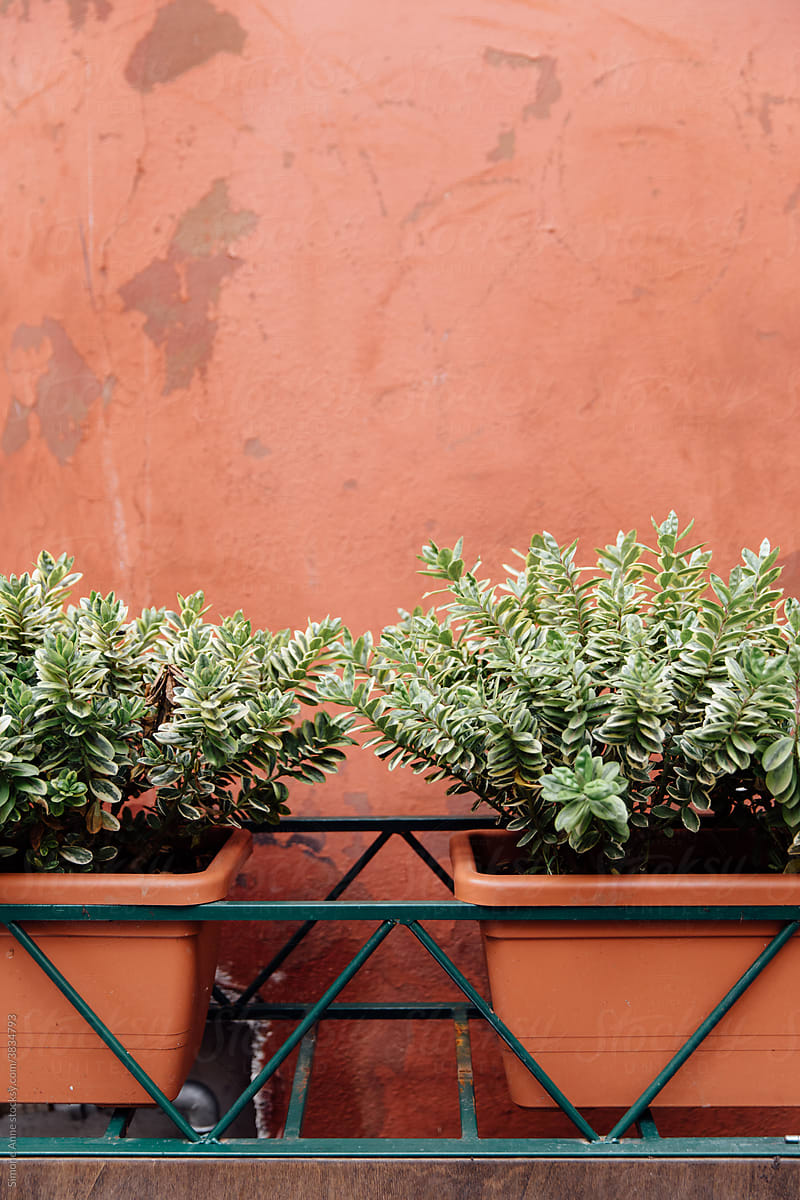 Green plants in terracotta flower boxes