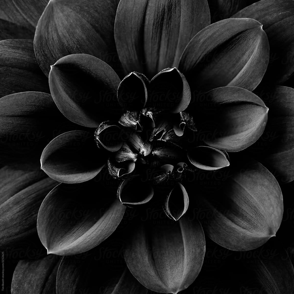 A close-up of a Dahlia in black and white