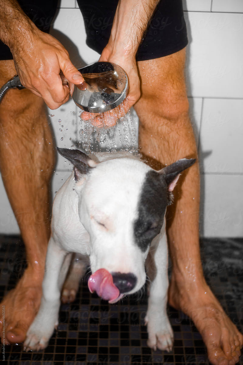 Dog Showering By Man