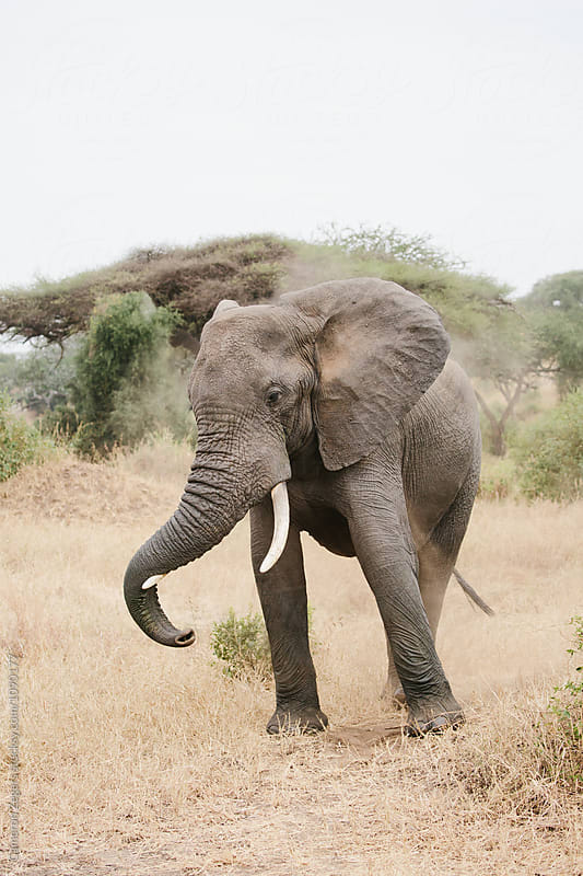 elephant swinging trunk