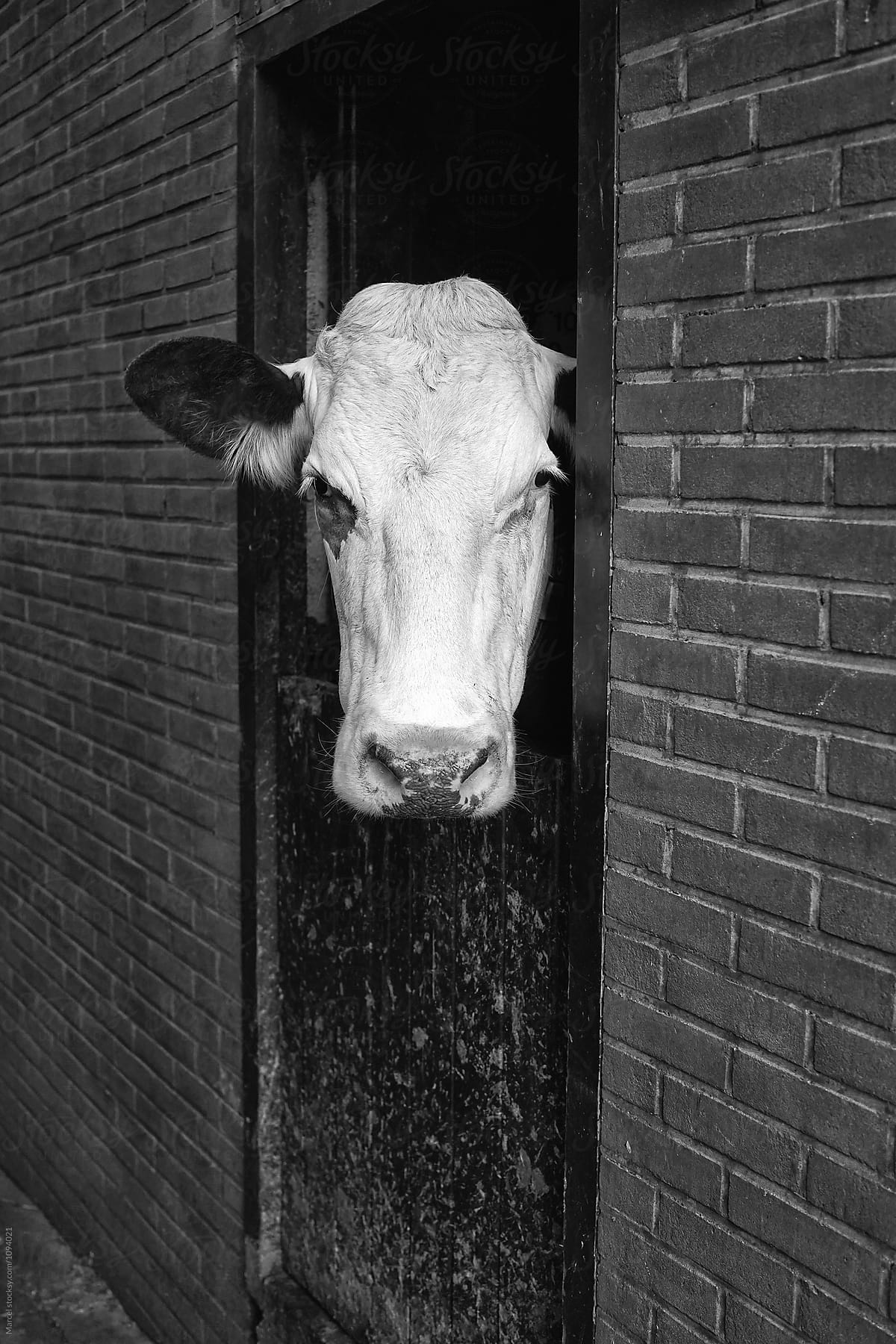 Cow looking out of  barn