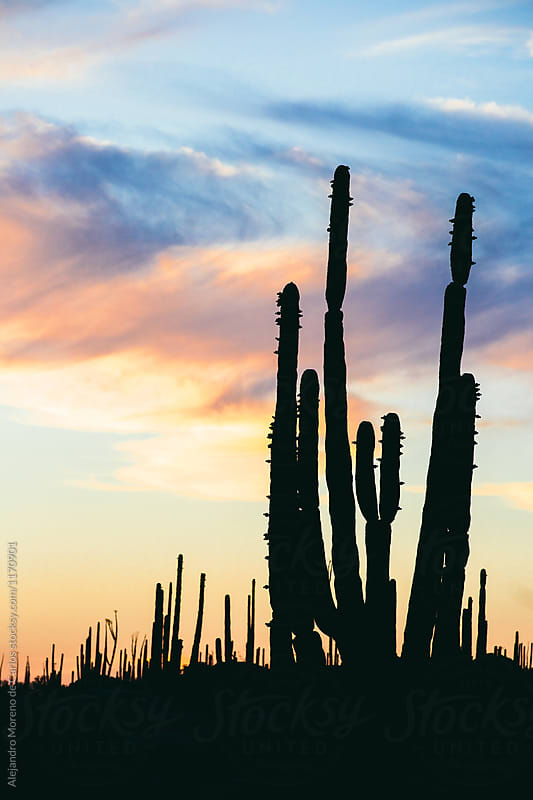 Silhouette of cactus at sunset