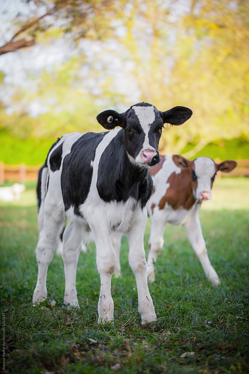 Cute dairy calves by Rowena Naylor - Calf, Dairy farming - Stocksy United