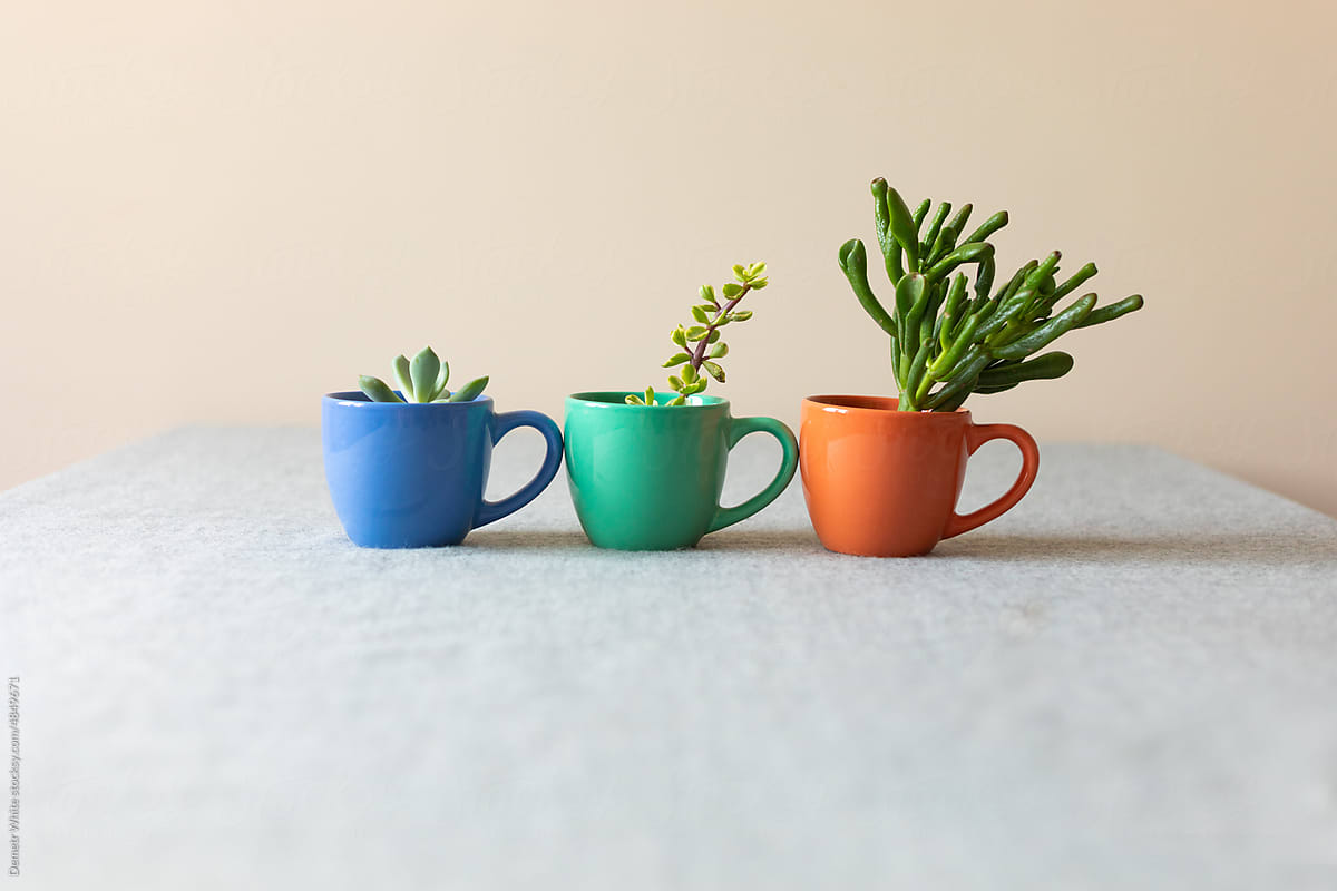 different succulents in cups